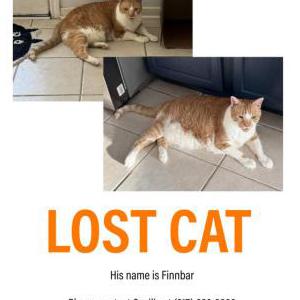 Lost Cat Finnbar