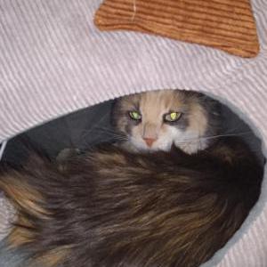 Lost Cat Luna