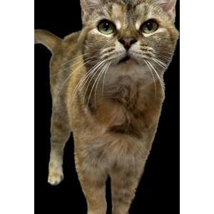 Lost Cat Queso