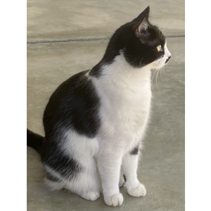 Lost Cat Shadow