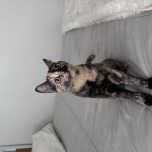 Image of Kona, Lost Cat