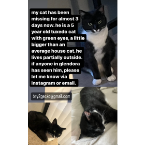 Lost Cat Marlo