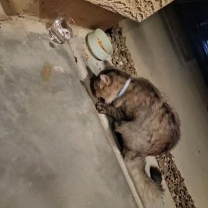 Found Cat Unknown