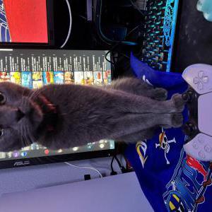 Lost Cat Jax
