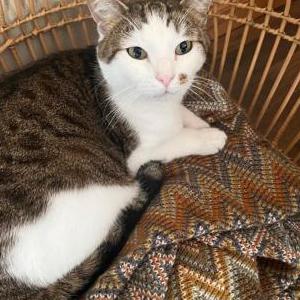Lost Cat Willy