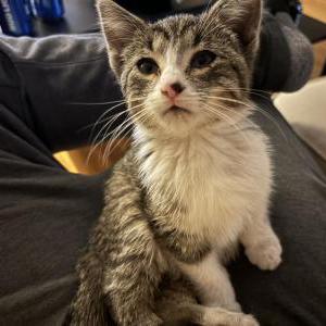 Found Cat Unknown