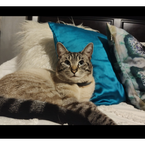 Lost Cat Shikarri