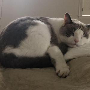 Lost Cat Gymmy