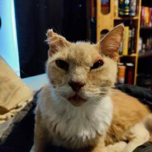 Lost Cat Henry
