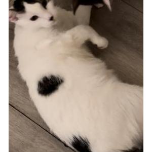 Lost Cat Oscar
