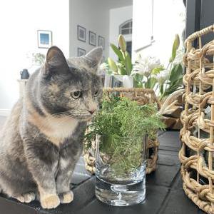 Lost Cat Tequila
