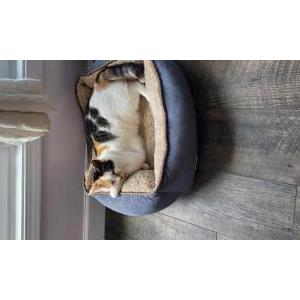 Lost Cat Calli