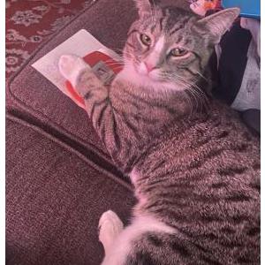 Lost Cat Ace