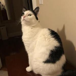 Lost Cat Lilo