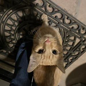 Found Cat Unknown