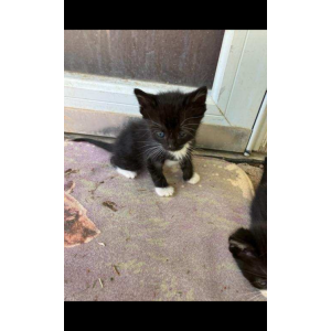 Lost Cat Roger cat