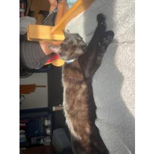 Found Cat Unknown