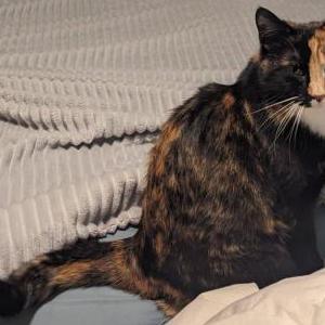 Lost Cat Suki