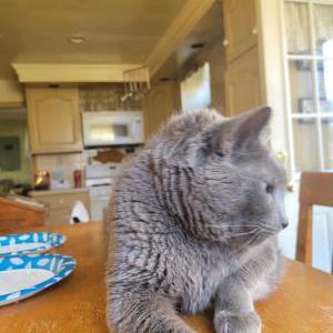 Lost Cat Crimpy