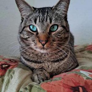 Lost Cat Leo