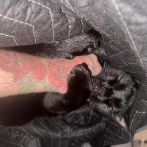 Lost Cat Oscar