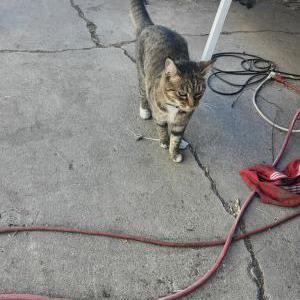 Lost Cat Poppy