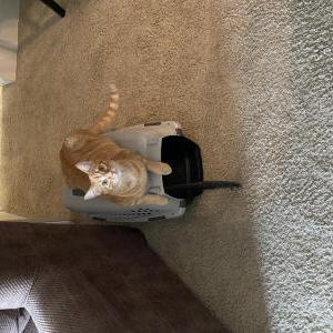 Lost Cat Sam