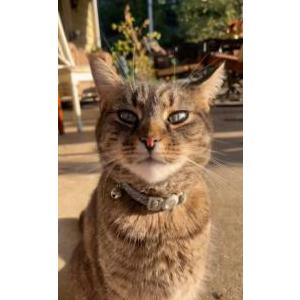 Lost Cat Choocha
