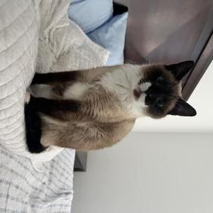 Lost Cat Andy