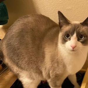 Lost Cat Cooper