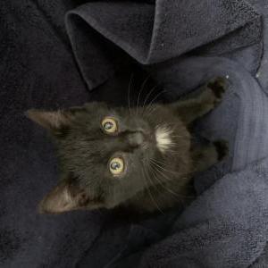 Found Cat Unknown