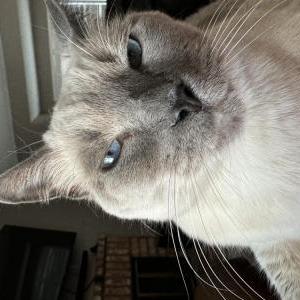 Image of Malcom, Lost Cat