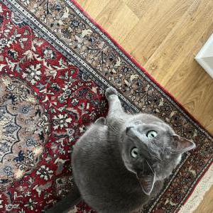 Lost Cat Leviticus [Levi]