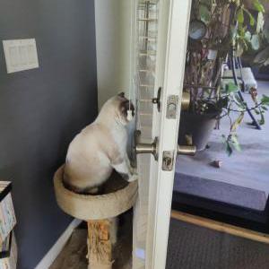 Lost Cat Hurricane
