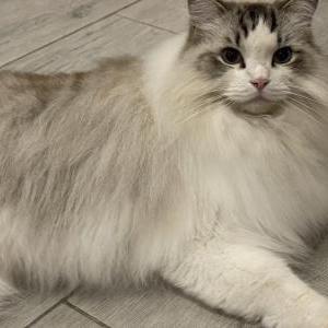 Lost Cat Snow