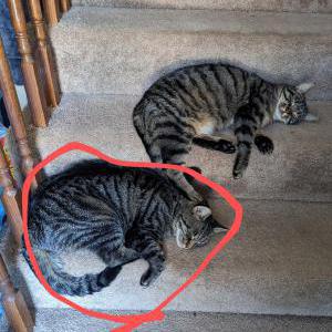 Lost Cat Phantom