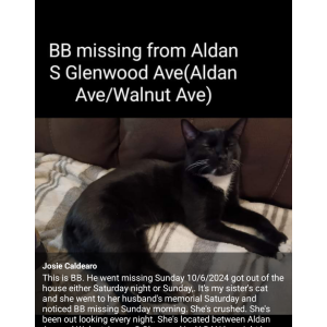 Lost Cat B B