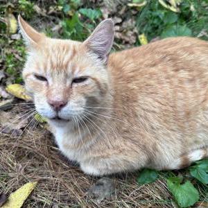Lost Cat Garfield
