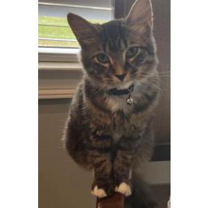 Lost Cat Michi