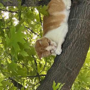 Lost Cat Colby Cheese