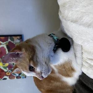 2nd Image of Colby Cheese, Lost Cat