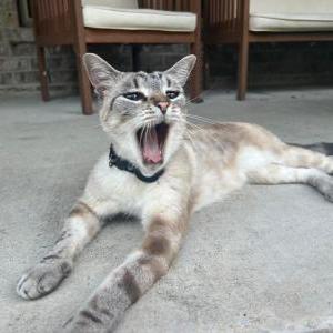Image of Kevin, Lost Cat