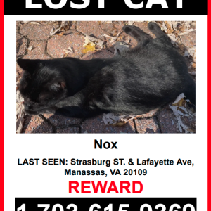 Lost Cat Nox