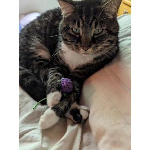 Lost Cat Tiger Lily