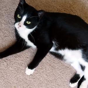 Lost Cat Angelita