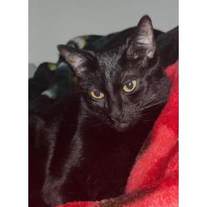 Lost Cat butters
