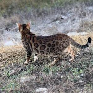 Lost Cat Prince