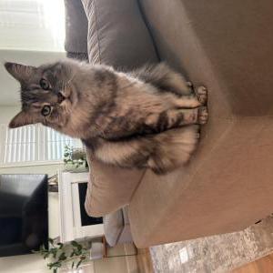 Lost Cat Dexter