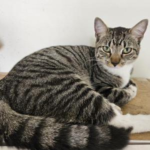Lost Cat Angel