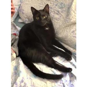 Lost Cat Bugaboo